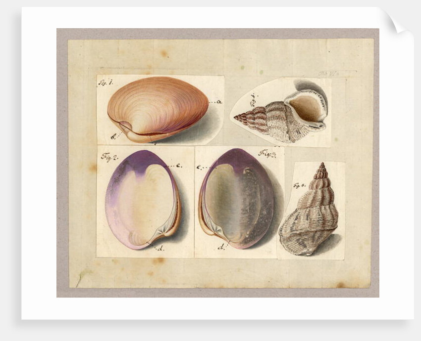Clam and Sea Snail: Venus Mercenaria Linnaei, Buccino glacioli Linnaei, 1785 by German School