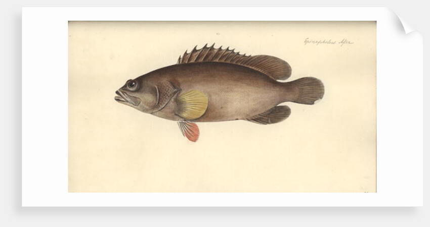 Alphestes afer, before 1793 by German School