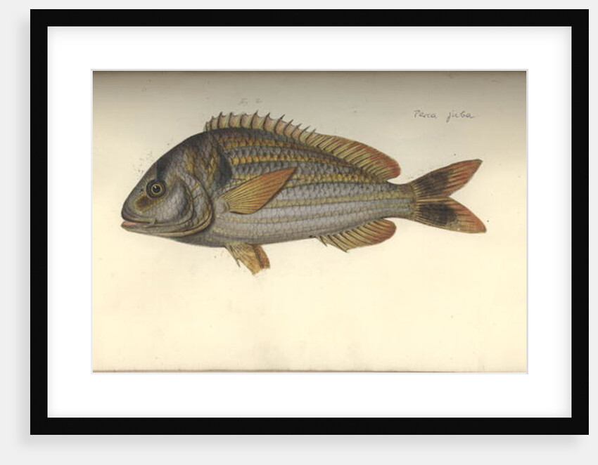 Perca juba, before 1792 by Johann Friedrich Hennig