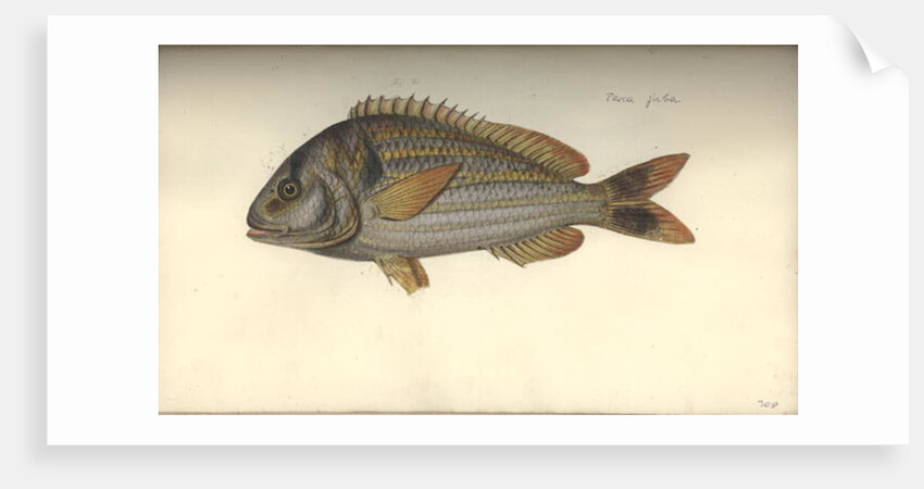 Perca juba, before 1792 by Johann Friedrich Hennig