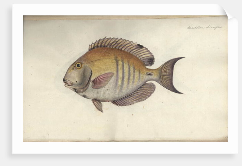 Chaetodon chirurgus, before 1787 by Friedrich August Kruger