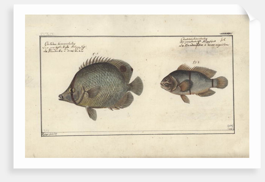 Chaetodon ocellatus, before 1790 by Friedrich August Kruger