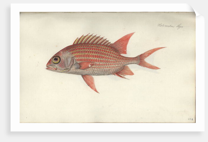 Holocentrus ascensionis, before 1790 by German School