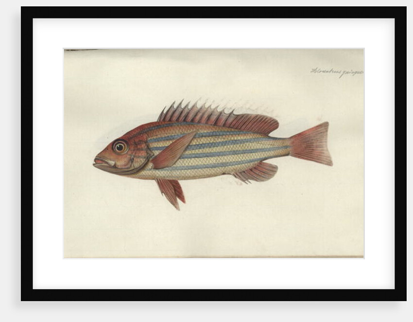 Lutjanus quinquelineatus, before 1790 by Johann Friedrich Hennig