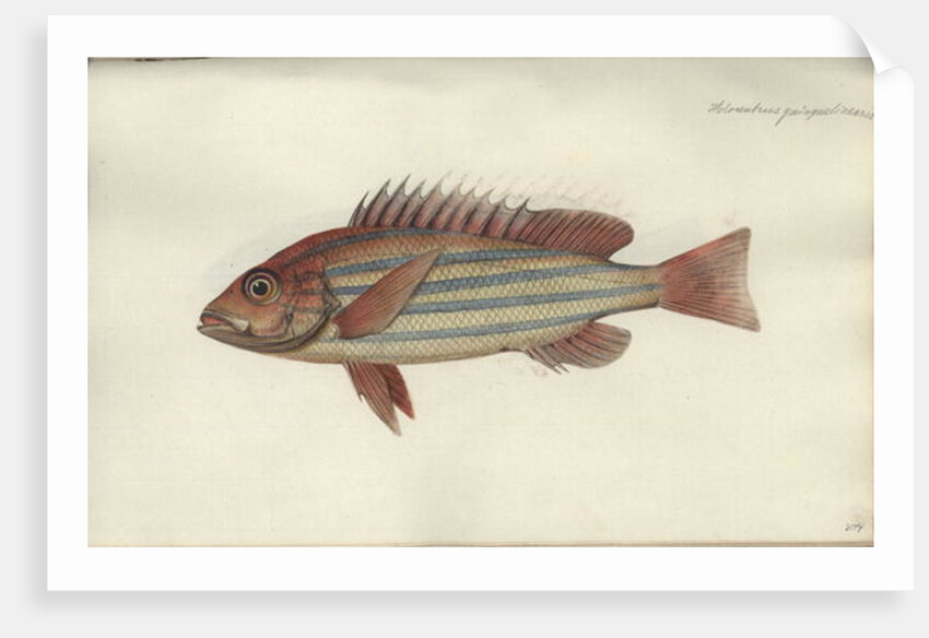 Lutjanus quinquelineatus, before 1790 by Johann Friedrich Hennig