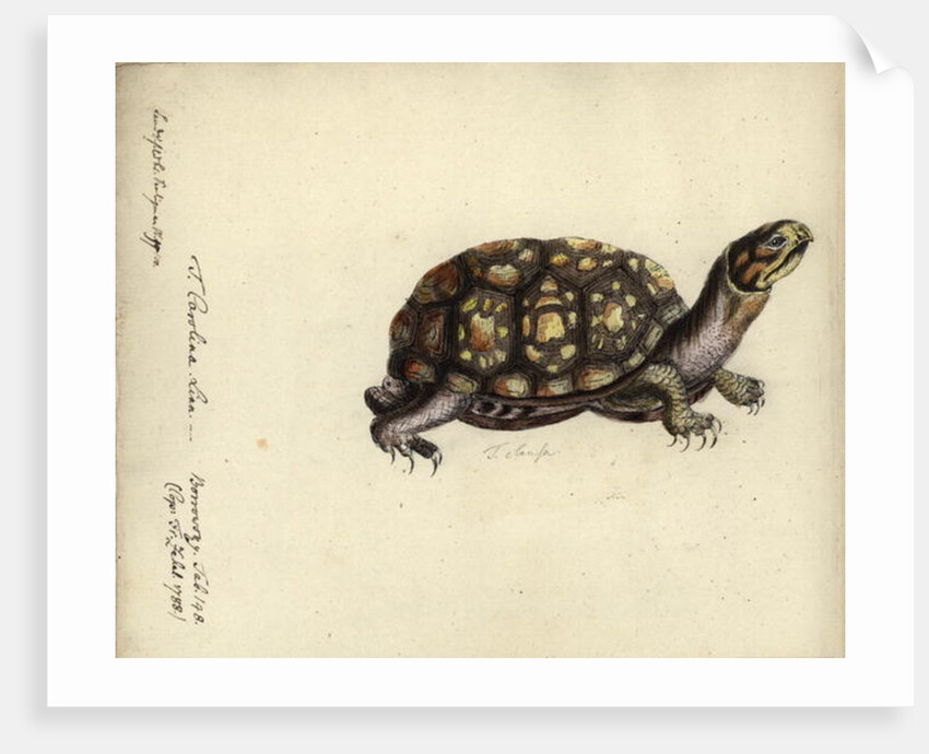 Terrapene carolina, by Friedrich Zehelein by Daniel Friedrich Sotzmann