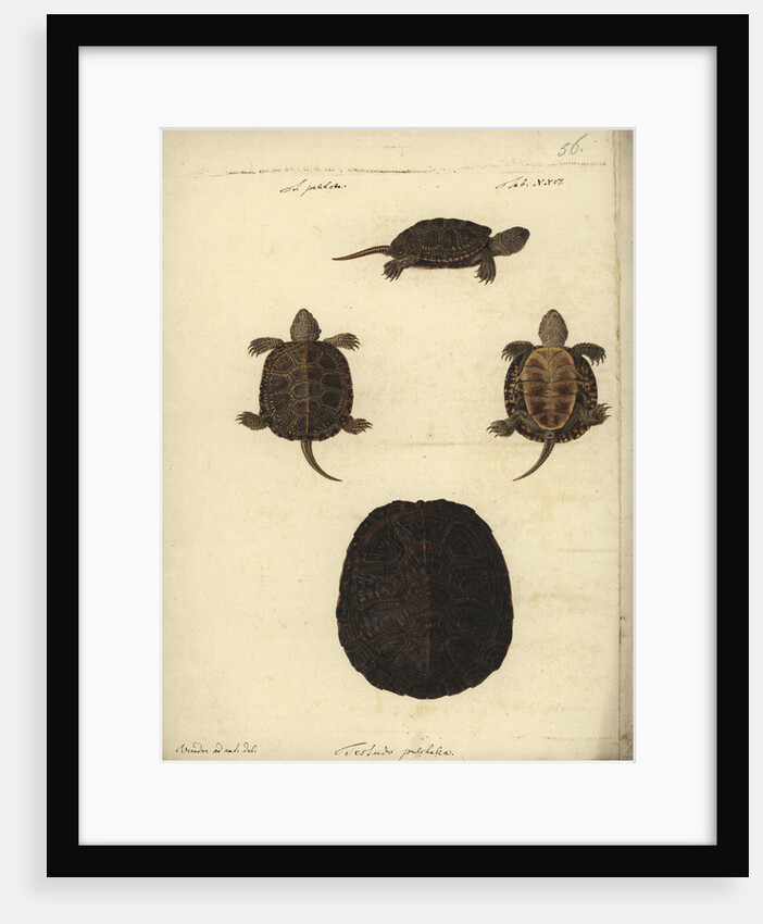 Emys orbicularis, before 1801 by Friedrich Wilhelm Wunder
