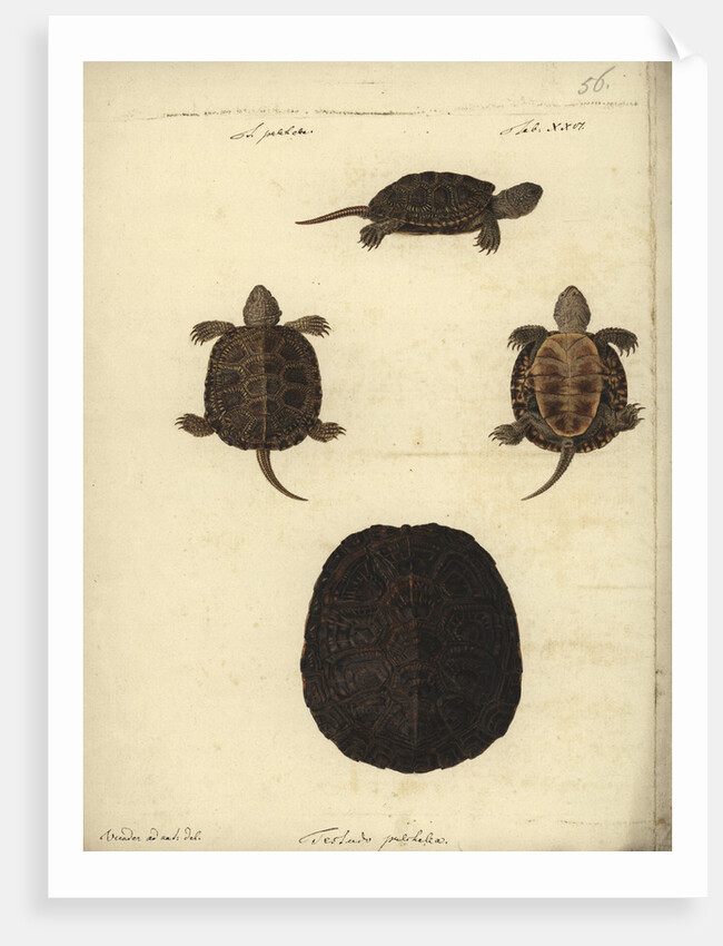 Emys orbicularis, before 1801 by Friedrich Wilhelm Wunder