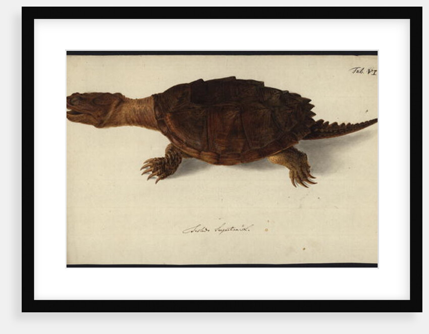 Chelydra serpentina, before 1792 by Friedrich Wilhelm Wunder