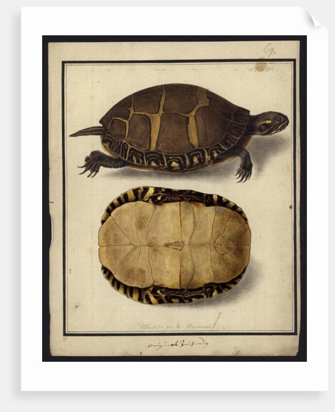 Chrysemys picta, before 1792 by Friedrich Wilhelm Wunder