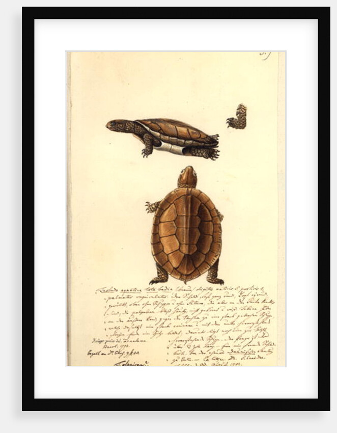 Platemys platicephala, 1793 by Friedrich August Kruger