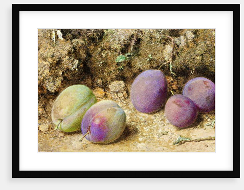 Ripe and Unripe Plums, c.1860 by William Henry Hunt