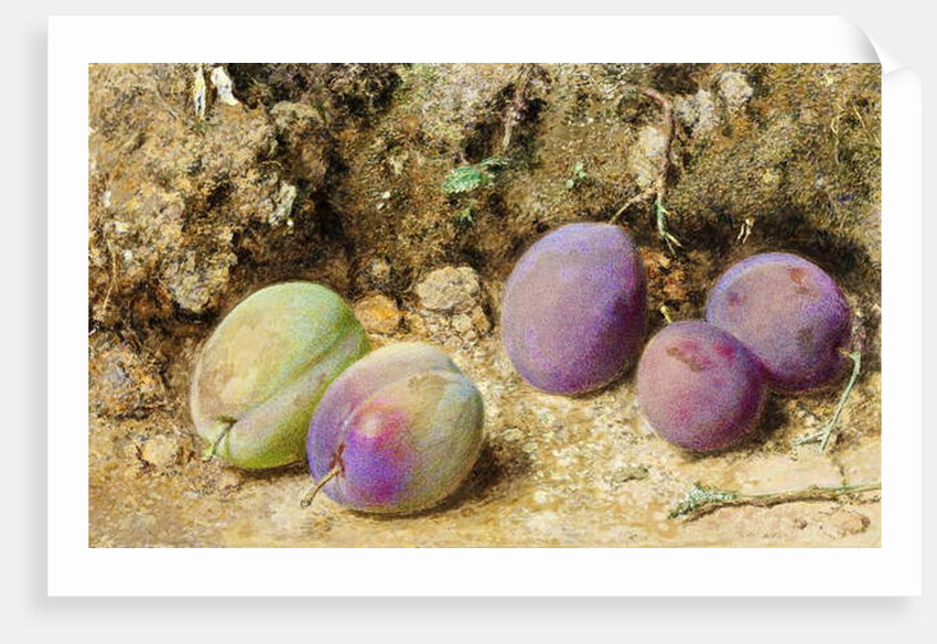 Ripe and Unripe Plums, c.1860 by William Henry Hunt