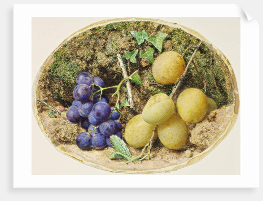 Golden Drop Plums and Black Grapes, c.1860 by William Henry Hunt