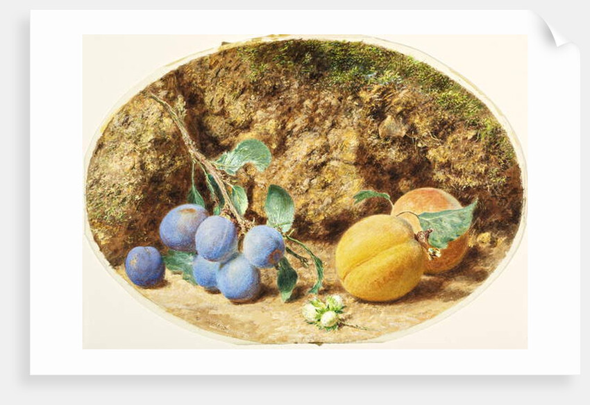 Purple Plums, Apricots and Woodnuts, c.1860 by William Henry Hunt