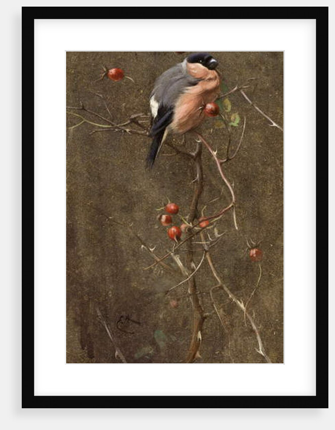 The Bullfinch by Edwin John Alexander