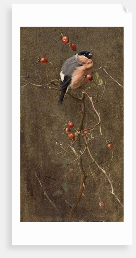 The Bullfinch by Edwin John Alexander