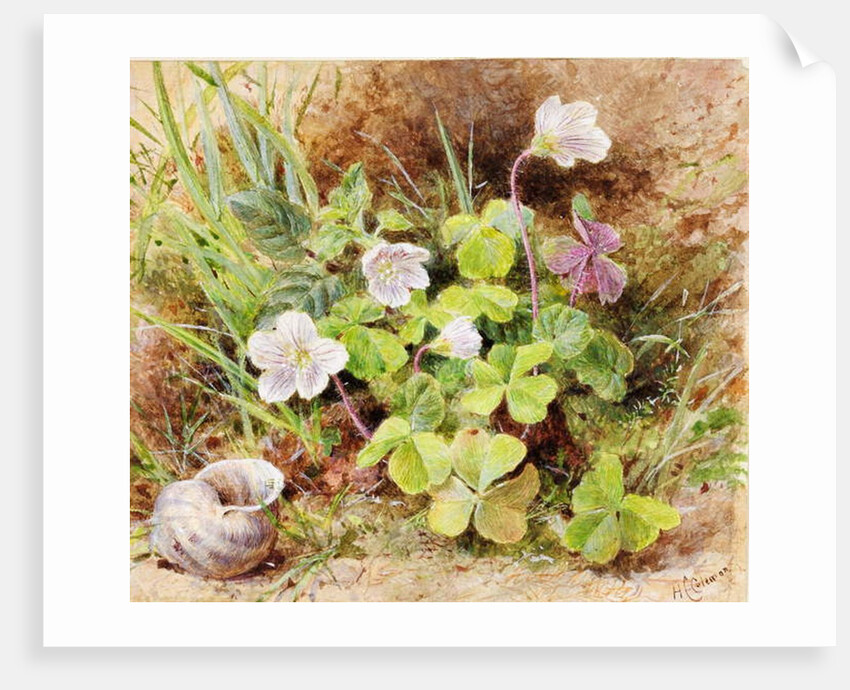 Sorrel and Shell, c.1865-74 by Helen Cordelia Coleman Angell