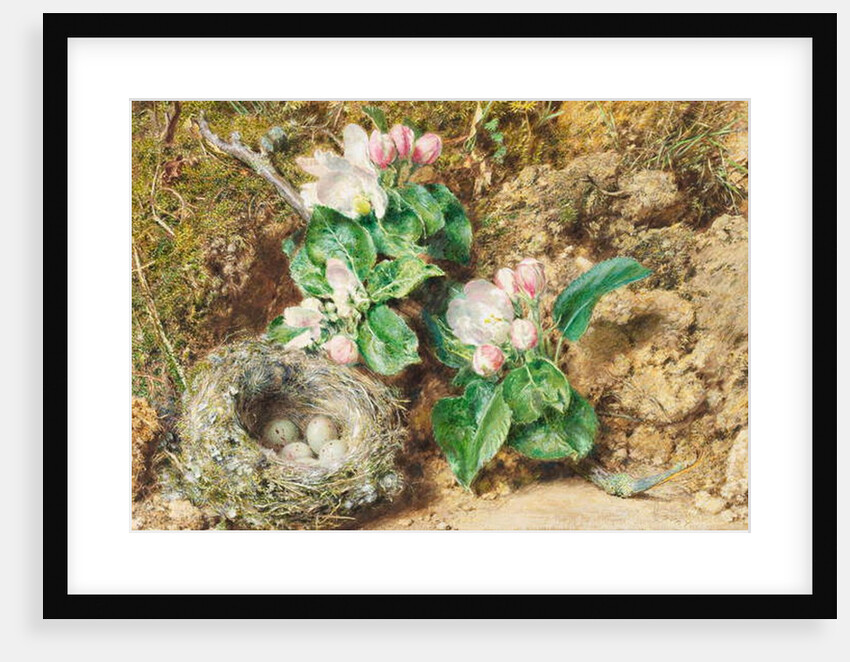 Bird's nest and apple blossom by William Henry Hunt