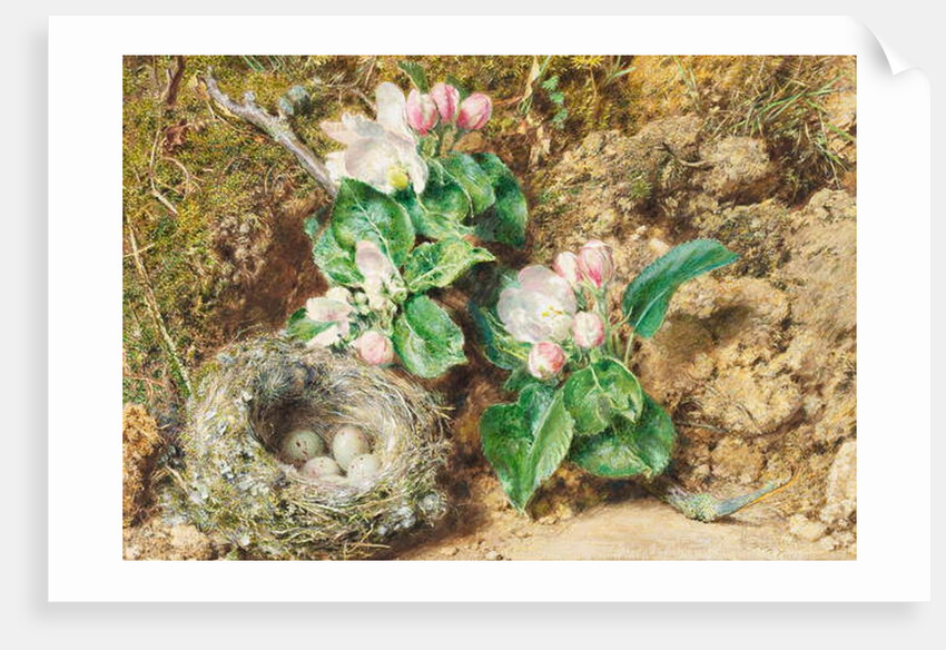 Bird's nest and apple blossom by William Henry Hunt