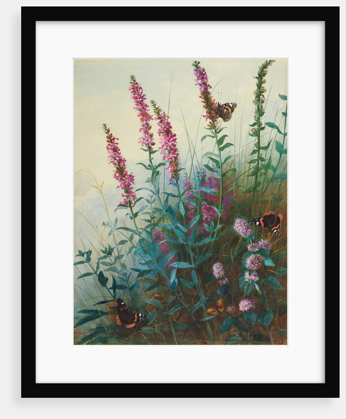 Purple Loosestrife and Watermint, c.1910-20 by Archibald Thorburn