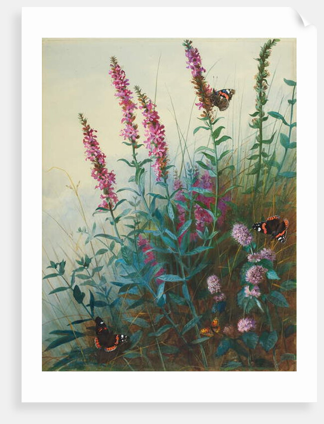 Purple Loosestrife and Watermint, c.1910-20 by Archibald Thorburn
