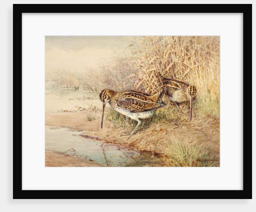 Snipe by William Woodhouse