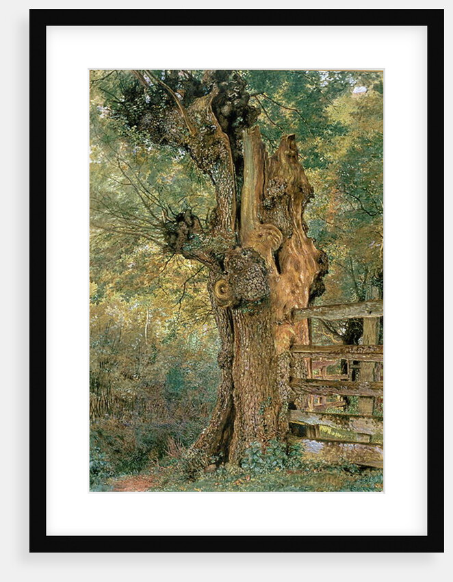 Pollard elm on the edge of the village pound by William Henry Hunt