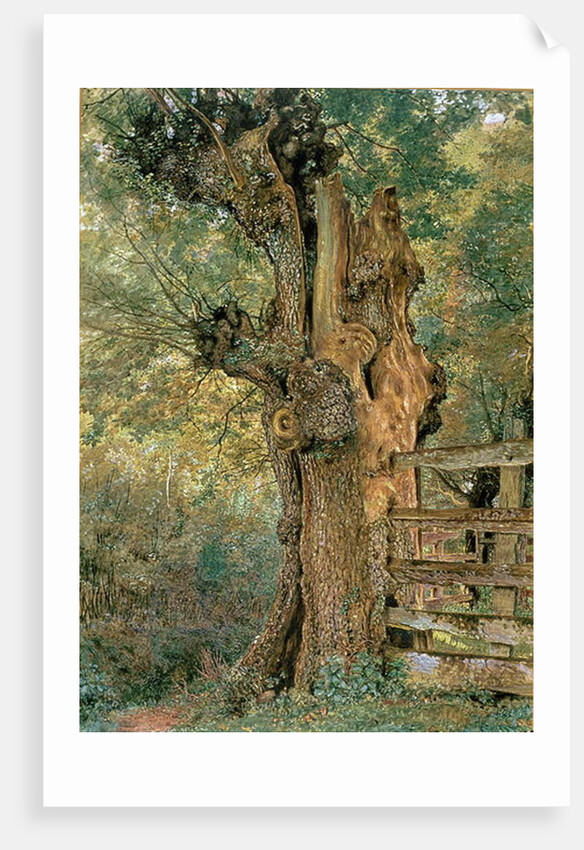 Pollard elm on the edge of the village pound by William Henry Hunt