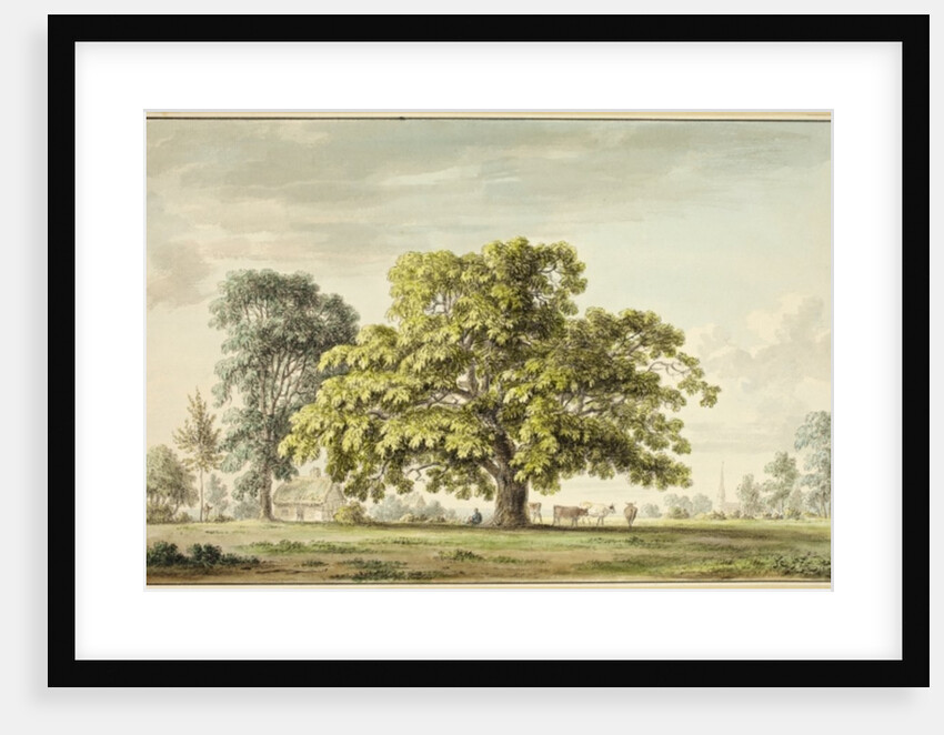 A Walnut Tree at Denton, near Grantham by Anthony Devis