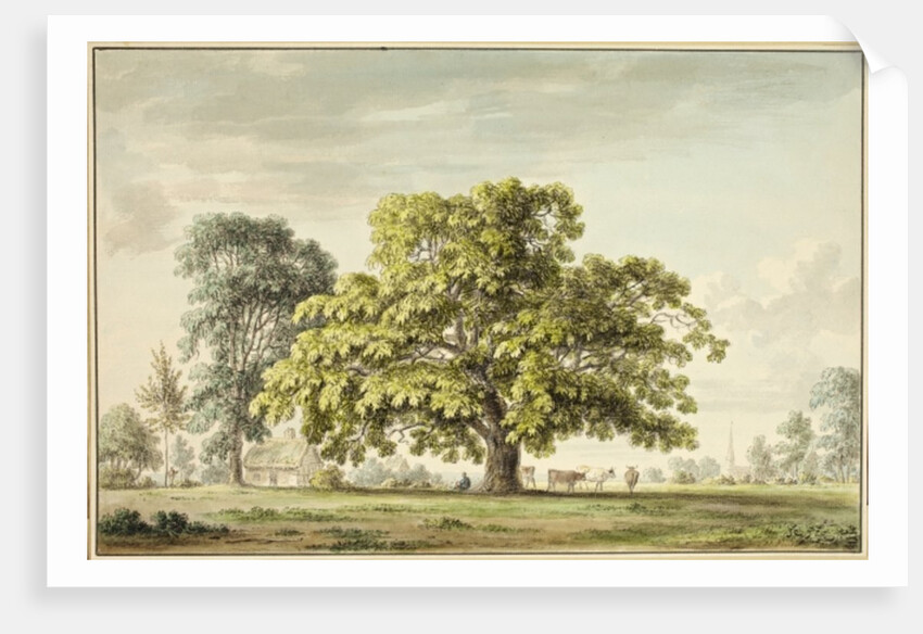 A Walnut Tree at Denton, near Grantham by Anthony Devis