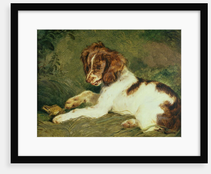 A Puppy teasing a Frog, 1824 by Edwin Landseer