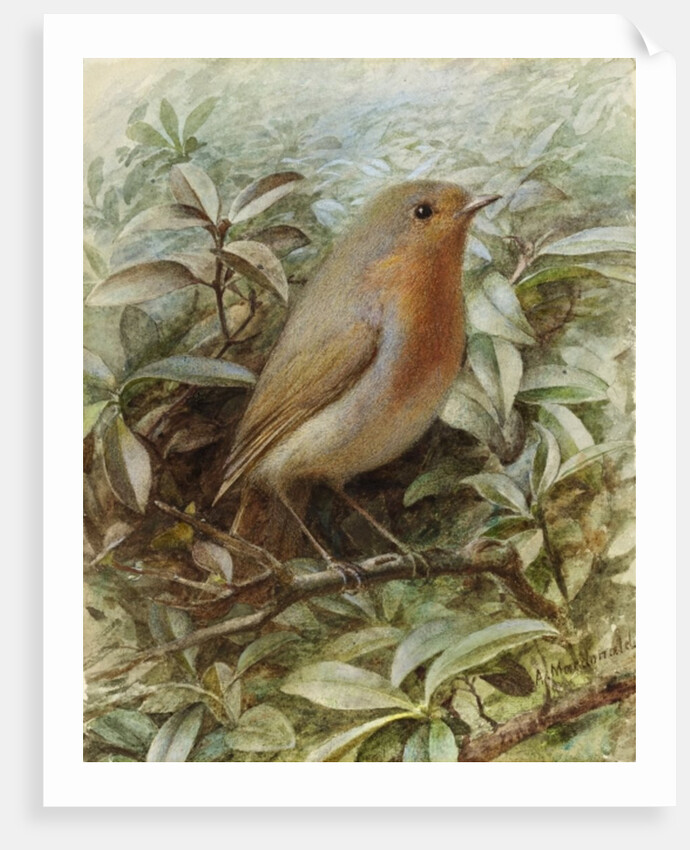 Robin on a Twig by Alexander Macdonald