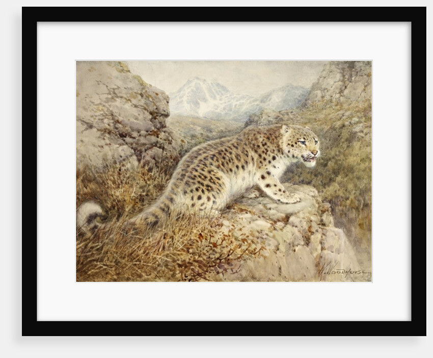 Snow Leopard, c.1920 by William Woodhouse