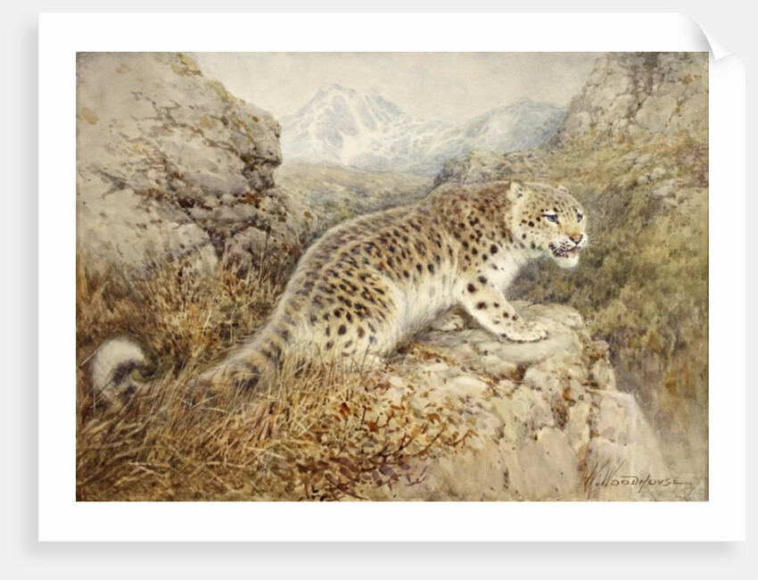Snow Leopard, c.1920 by William Woodhouse