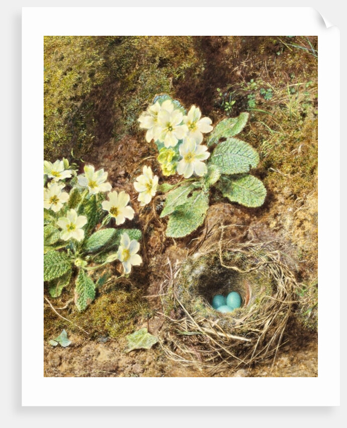 Primroses and Bird's Nest with Three Blue Eggs by William Henry Hunt