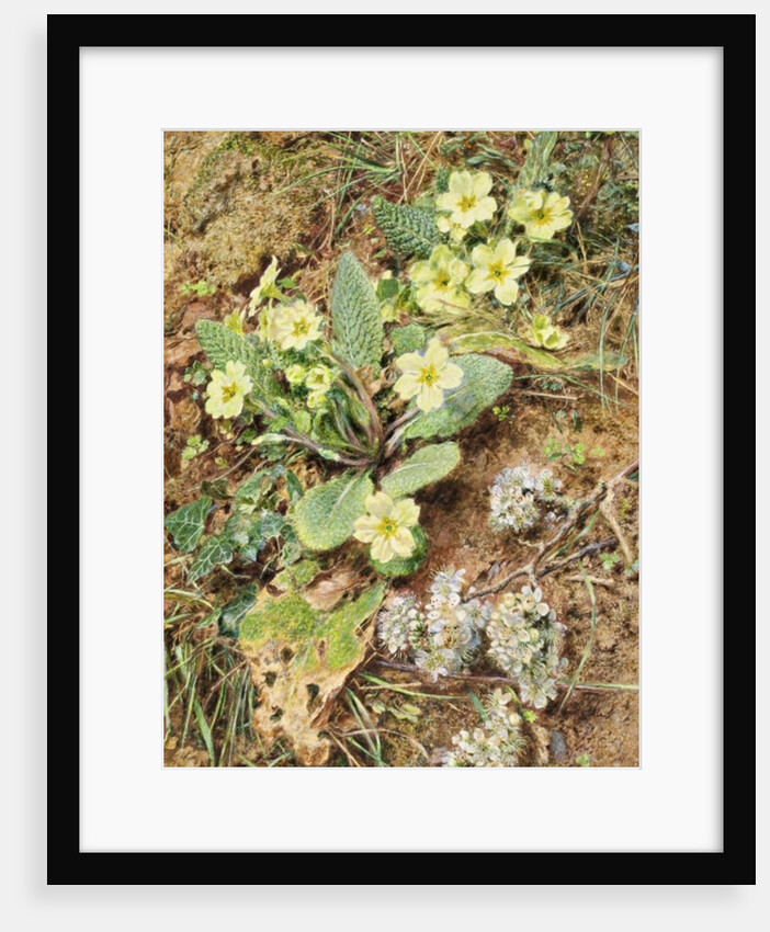 Bank of Primroses and Blackthorn by William Henry Hunt