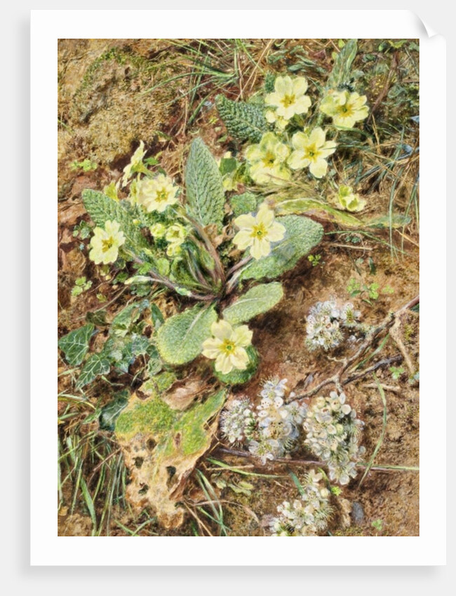 Bank of Primroses and Blackthorn by William Henry Hunt