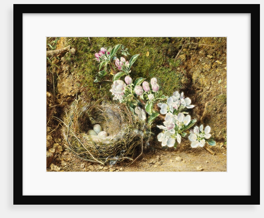 Branch of Apple Blossom and Bird's Nest by William Henry Hunt
