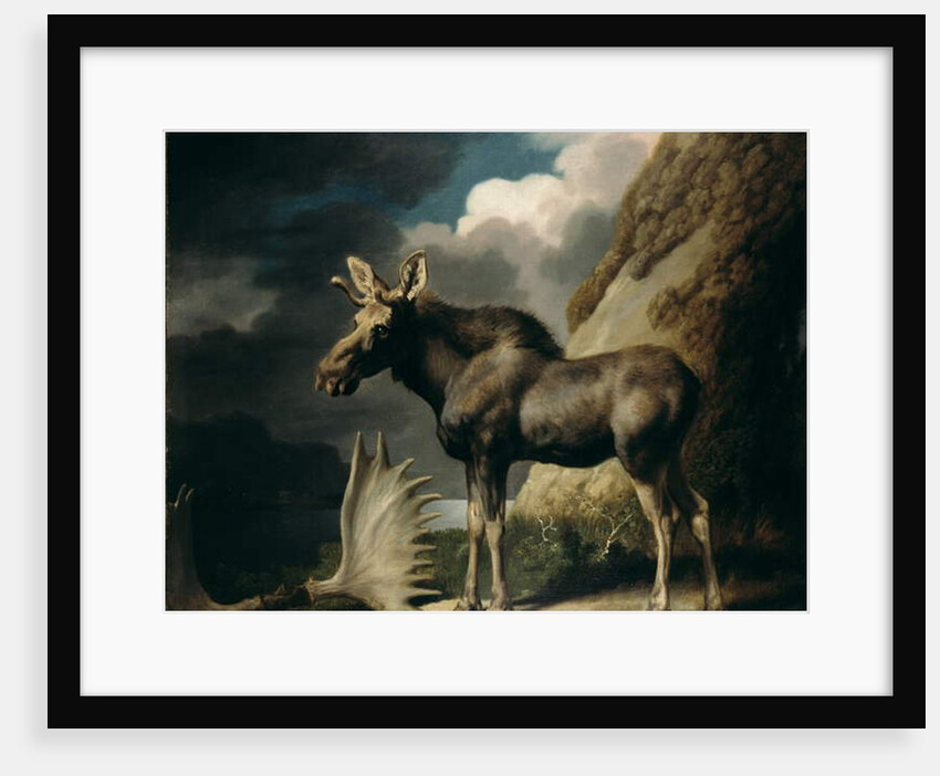 Moose, 1770 by George Stubbs