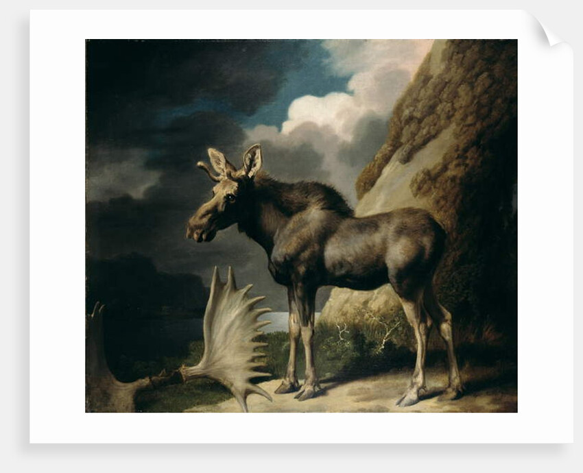 Moose, 1770 by George Stubbs