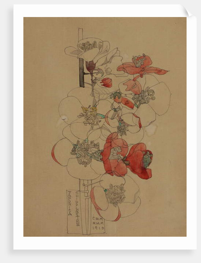 Japonica, 1910 by Charles Rennie Mackintosh