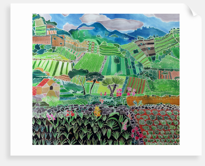 Cabbages and Lilies, Solola Region, Guatemala, 1993 by Hilary Simon