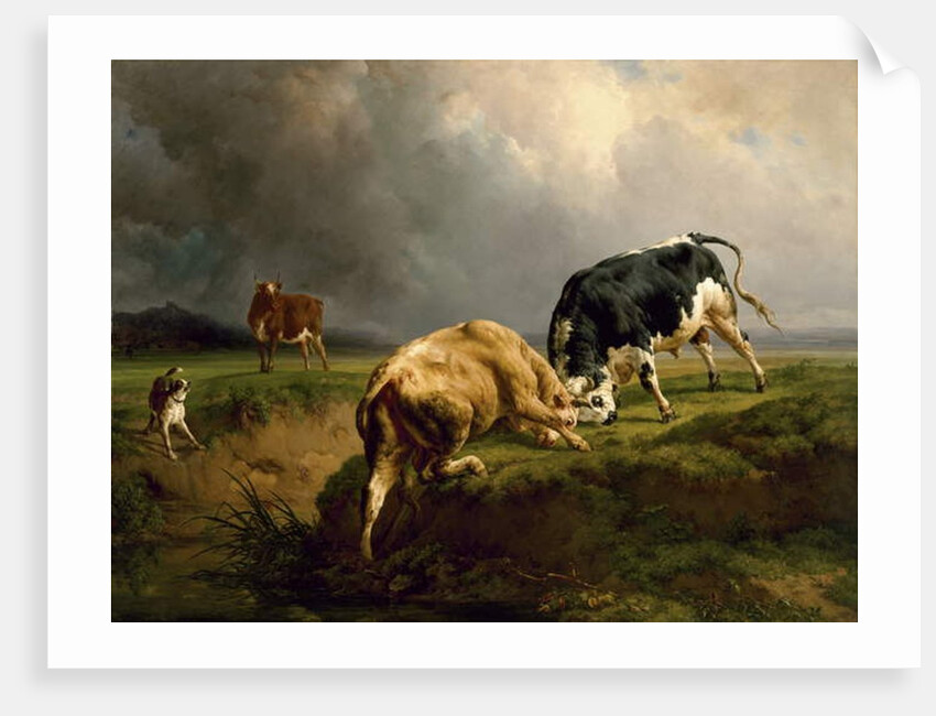 A Bull Fight, 1855 by Jacques Raymond Brascassat