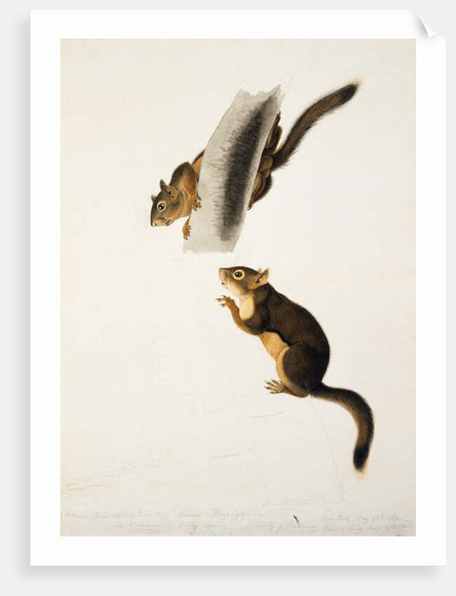Douglas' Squirrel, for the folio 'The Viviparous Quadrupeds of North America' by John James Audubon
