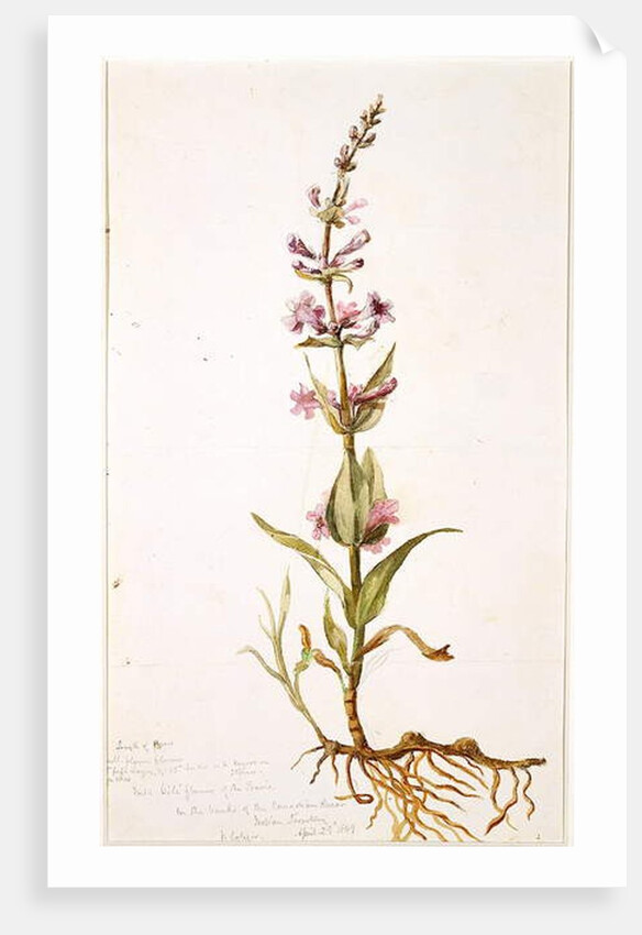 Wild Gili Flower of the Prairie on the Banks of the Canadian River, Indian Territory, 1869 by Vincent Colyer