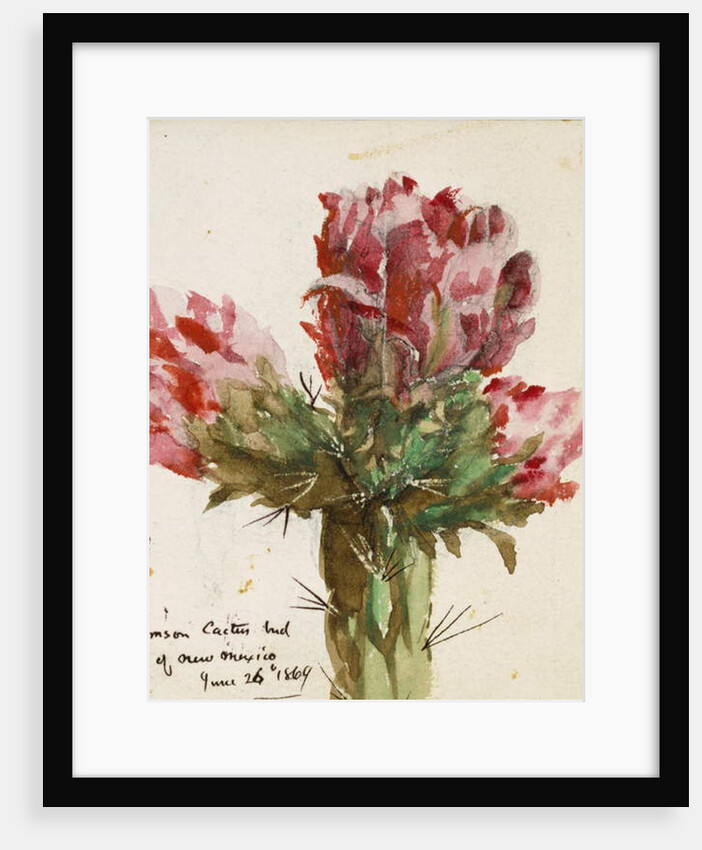 Crimson Cactus Bud of New Mexico, 1869 by Vincent Colyer