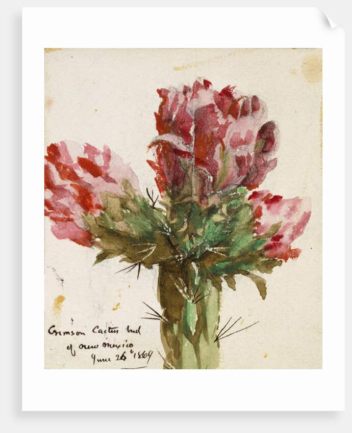 Crimson Cactus Bud of New Mexico, 1869 by Vincent Colyer