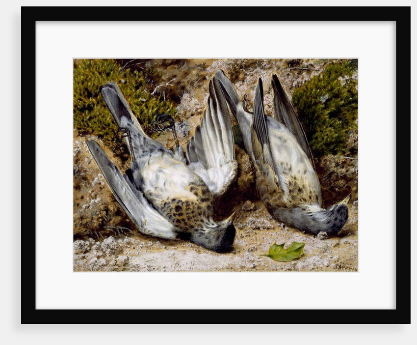 Still Life with Two Dead Birds, no date by John Sherrin