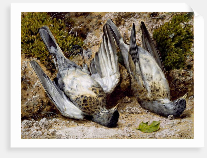 Still Life with Two Dead Birds, no date by John Sherrin